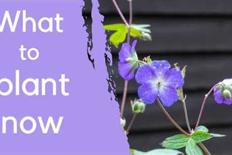 8 Beautiful Border Plants + Expert Planting Tips!