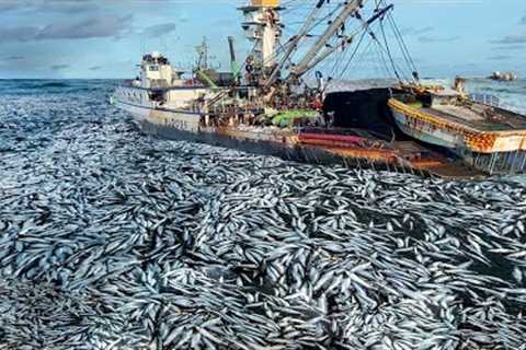 The Life of Fishermen Catching Net Fishing Tuna on Vessell Caught Hundreds of Tons of Tuna At sea