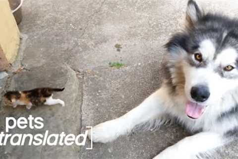 Unlikely Friendships  | Pets Translated