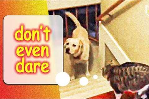 Unexpected Besties: The MOST UNLIKELY Heart-Melting Animal Friendships Ever