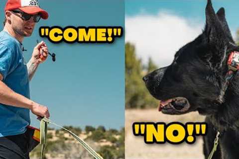 How To Train A Dog To Come Back Off Leash/ How To Train Dog With Remote Collar