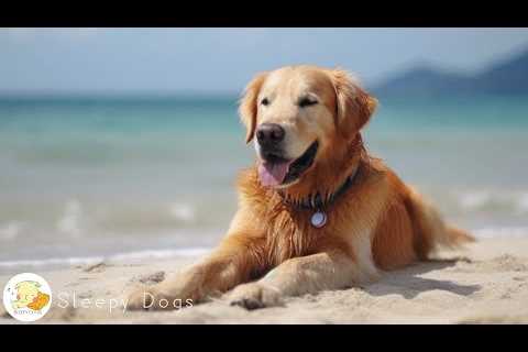 Dog Music - Relaxing Sounds for Dogs with Anxiety! Helped 4 Million Dogs Worldwide!