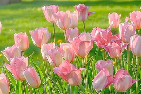 Healing music to reduce stress, fatigue, depression and negativity 🌷 Deep relaxation, Heal the mind