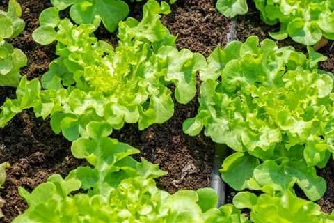 12 Easiest Vegetables to Grow, According to Gardening Experts
