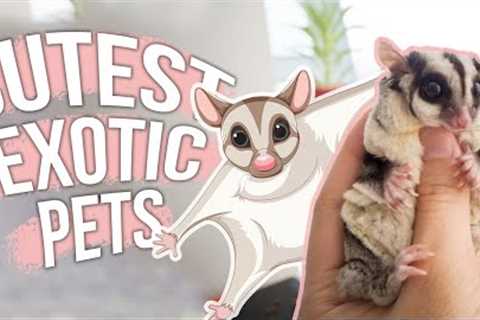 Cutest Exotic Pets You Can Legally Own!