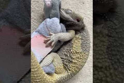 The type of vet call I’d expect from my vet about my bearded dragon 😂 #pet #lizard#cute#lizard#new