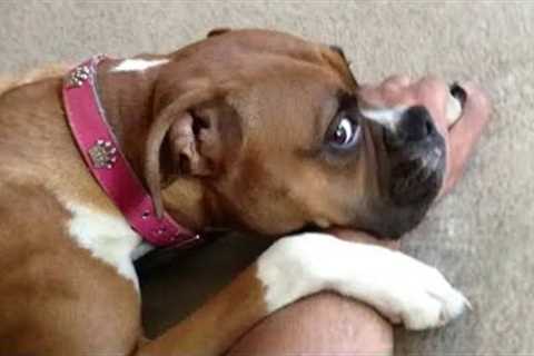 The Funniest Dog Videos Ever 😂 Funniest Animals 2024
