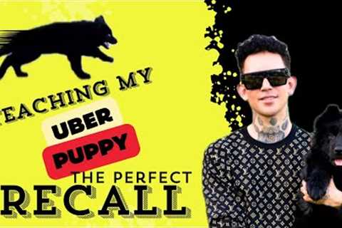 How To Teach Your Dog The Perfect Recall/ Their Name For The Real World Distractions.