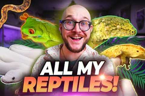 All Of My Reptiles I NEVER SHOW YOU! Reptile House Tour!