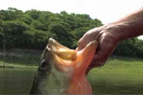 Monster Fish with Dennis Braid - Lake El Salto