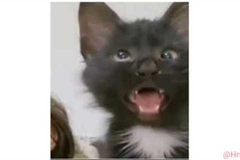 Cross Eyed Cat Meme | Viral Cat Saying Huh Meme 😺New Black Kitten Meme 😂Cat Haan Meme Orginal..
