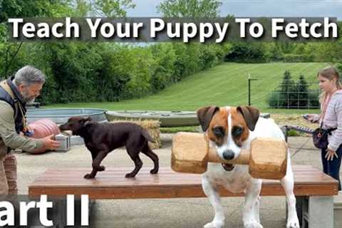 Teach Your Puppy To Fetch Part Two | Labrador Retriever Puppy Training Session