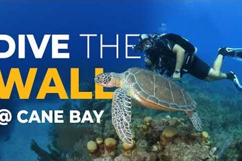 Turtles, Sharks, and 1 Amazing Reef  (Scuba Diving Cane Bay Travel Vlog: St. Croix, USVI)