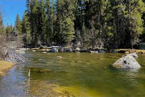 Is this the BEST Creek to Trout Fish?! (Fly Fishing for Rainbow Trout)
