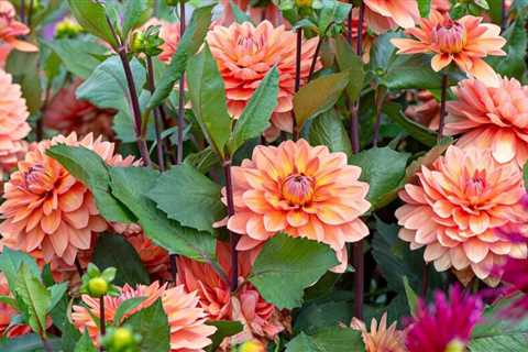 8 Bulbs to Plant in Spring