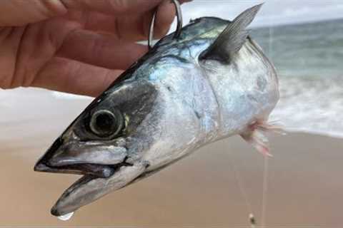Catching Your Own Bait for Gamefish off the Beach!!