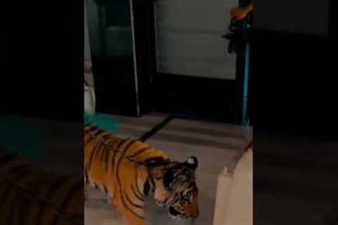 how to push Tiger in to the box #wildlife #india #animal #bigcats #lion #teaser #top10 #mallugram#to
