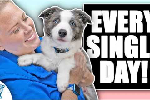 If You Have A HYPER Puppy, You Need To Do THIS!