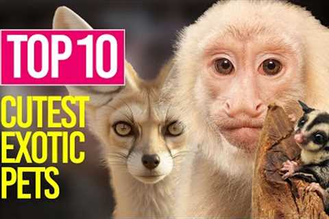 Top 10 Cutest Exotic Pets You can Legally Own
