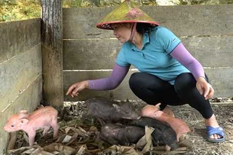 Another batch of piglets was born. Harvesting plums, fishing in the pond and a happy meal
