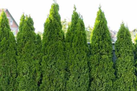 10 Living Fence Ideas