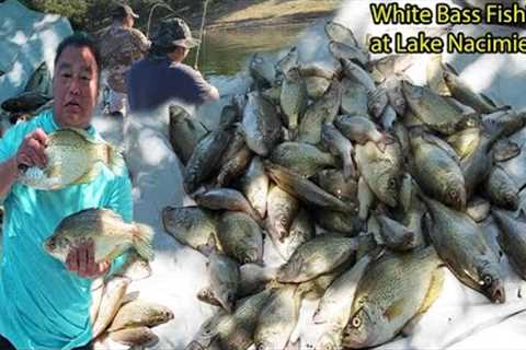 White Bass Fishing at Lake Nacimiento (This lake is loaded with White bass and crappies)