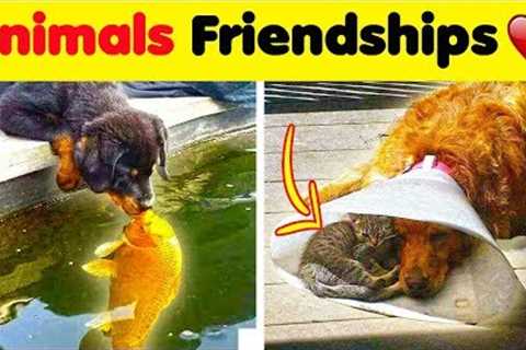 Wholesome Animals Friendships ❤️️