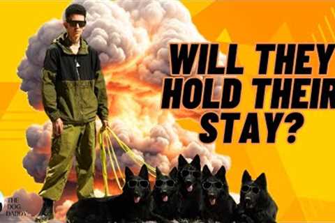 How To Teach Your Dog The Most Epic Down/Stay With ANY Distraction!!