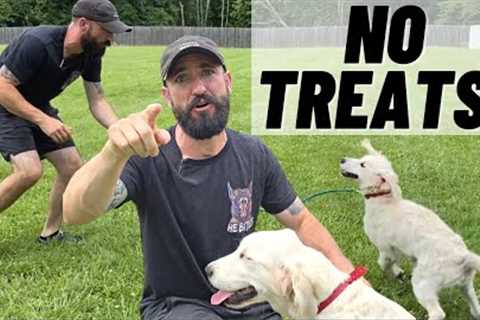 Training Your Puppy WITHOUT TREATS!!