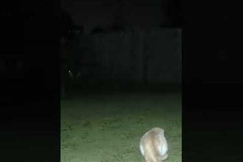 Trail Camera Raccoon Scares Cat GP