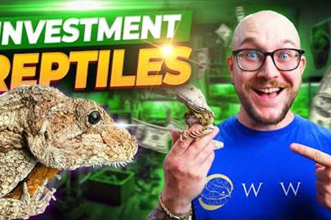 I'm Investing ALL OF MY MONEY On THESE Reptiles! Making Money With Reptiles