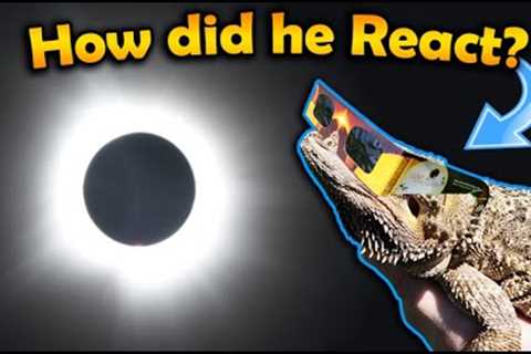 Our Bearded Dragon sees a full Eclipse! (Vlog MN to TX)