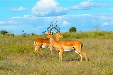 Tips for a Secure Family Safari in Kenya