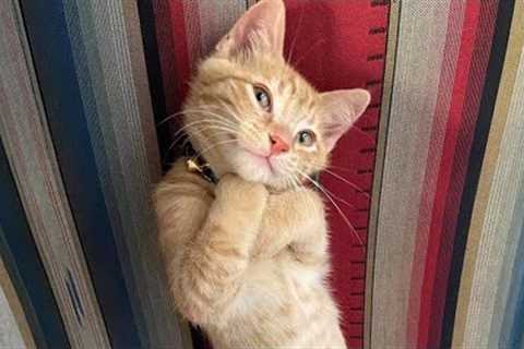 Funny Cat Videos of 2024 😍 Get Ready for Uncontrollable Laughter!