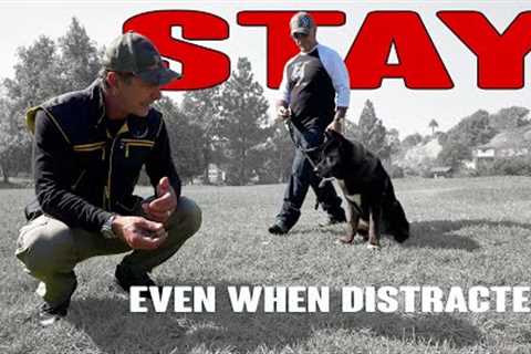 Teach Your Dog to STAY even when Distracted - Dog Training Video