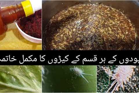 Diy organic pesticide for plants/homemade natural instincts spray for all kind of plants insects