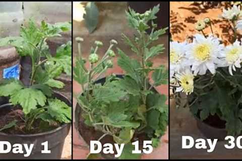 How To Grow chrysantheum Plants at Home Easily |DIY Gardening And plant Tips