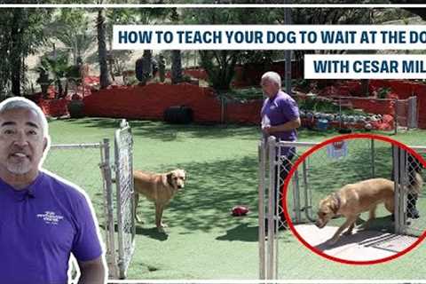 HOW TO TRAIN YOUR DOG TO STAY | DOG TIPS #2
