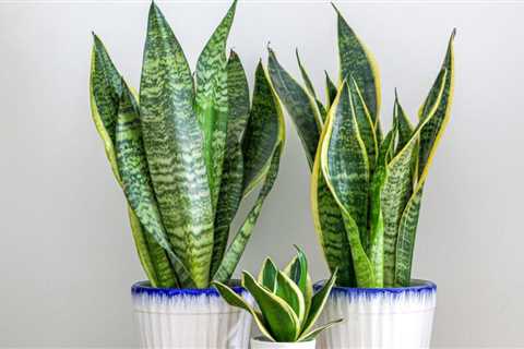 14 Foliage Plants to Enhance Any Room
