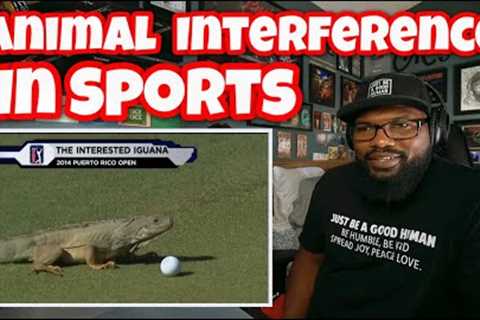 Craziest “Animal Interference” Moments In Sports History | REACTION