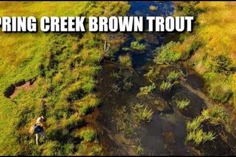 SPRING CREEK IMMERSION: EAST OF THE ANDES - Fly Fishing a Chilean Spring Creek Brown Trout