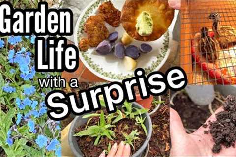 Garden Life-Potato Harvest, Making FREE Soil, Emu Chicks, Container Gardening, Flowers, Pest Control
