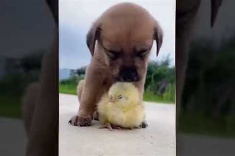 Best Animal Friendships in the World 🐶😻 Funny Animal Videos 🤣👍 Try not to laugh