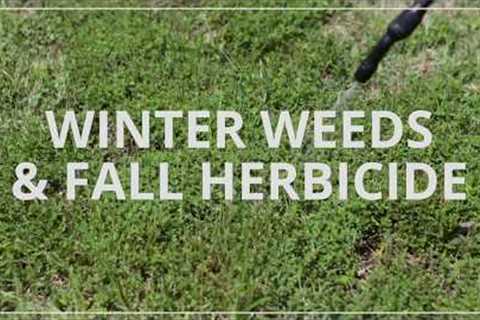 Fall Lawn Care | Herbicide and Winter Weeds