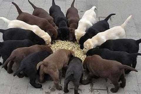 How Do I Choose A Puppy?