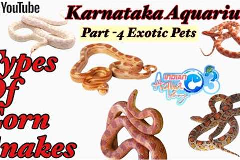 Corn Snakes | Types of Corn Snakes | Karnataka Aquarium | Exotic Pets | Snakes love |Pets love |Pt 4