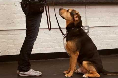 How to Teach Your Dog to Sit | Dog Training