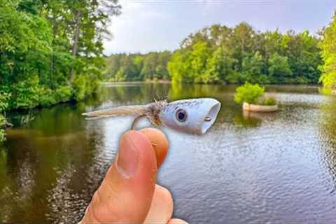 Fly Fishing for Bass with Topwater Poppers | Tons of Action!