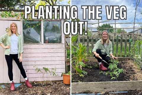 THE TOMATOES ARE OUT! / ALLOTMENT GARDENING FOR BEGINNERS