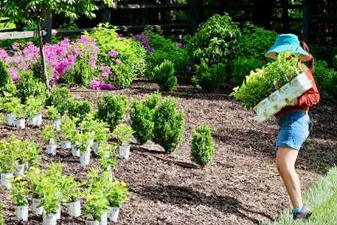 Transforming the Privacy Berm with Gorgeous Annuals